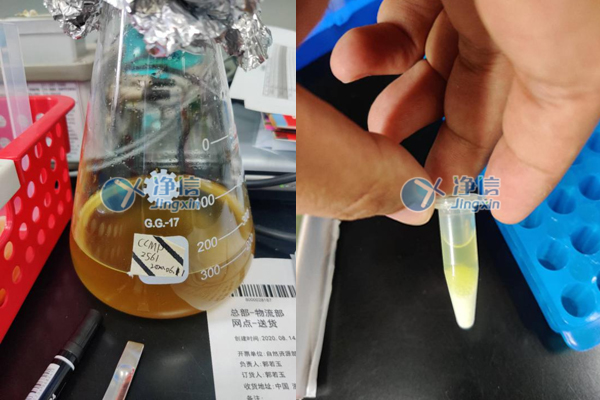 多样品组织研磨仪助力于自然资源部第二海洋研究所微藻研磨实验