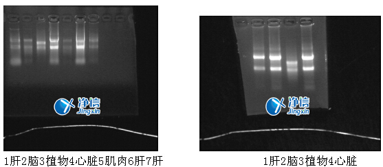 实验结果