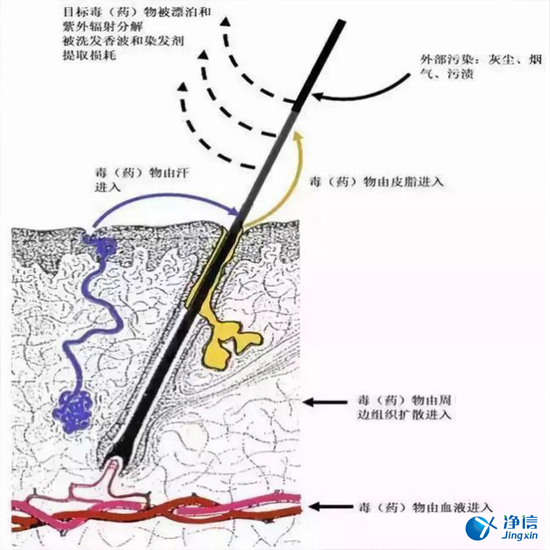 上海凈信毛發毒品檢測儀檢測吸毒情況-即使脫毛也照檢不誤